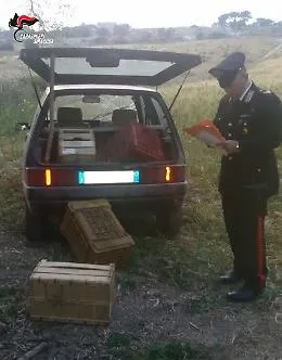 Francofonte, sorpresi mentre rubavano 100 chili di arance: arrestati