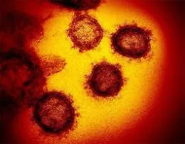 Il virus appare pi&ugrave; indebolito, conferme alla teoria venuta da Catania