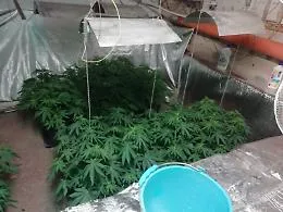 Palermo, piantagione di marijuana in un cunicolo allo Zen