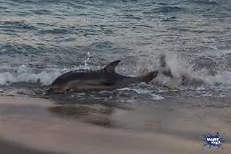 Tre delfini spiaggiati alla Playa di Catania in poco pi&ugrave; di 2 settimane