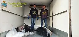 Catania, sequestrati due grossi tonni pescati di frodo e non pi&ugrave; idonei al consumo