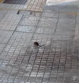 Siracusa: topi a spasso sui marciapiedi cittadini