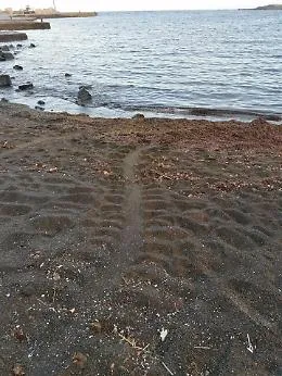 La tartaruga marina ha un debole per Linosa