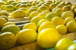 Catania, respinti containers di limoni argentini con un pericoloso fungo