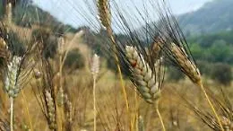 Sicilia, crolla il prezzo del grano  proprio nell'anno di un ottimo raccolto