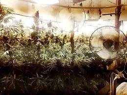 Catania, una serra al 2&deg; piano della villetta per coltivare cannabis