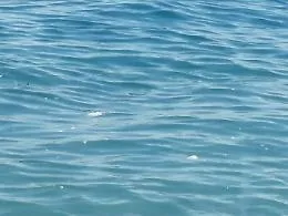 S.Teresa Riva (ME):  mare sporco