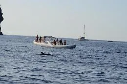 Filicudi, motoscafi dei turisti disturbano i delfini