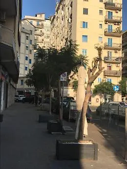 Catania: "L'unico albero potato in piazza Galatea&hellip; strano"