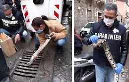 Pitone incastrato nelle grate di un tombino in centro storico a Catania