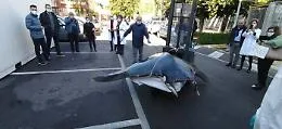 Manta di 400 Kg ritrovata senza vita nel porticciolo di Palermo