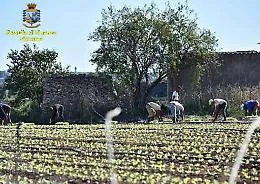 Caporalato in Sicilia: quasi un operaio su due &egrave; "irregolare"