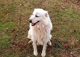 Miro, il cane che abbaiava troppo, &egrave; tornato a casa
