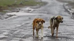 Santa Flavia, bimbo azzannato e ferito da un cane randagio