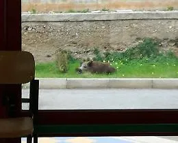 Palermo, cinghiale fa irruzione in una scuola: custode ferito