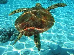 Lampedusa capitale della biodiversit&agrave;: domani la liberazione delle tartarughe marine salvate dalla plastica