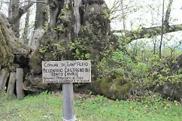 Il castagno pi&ugrave; conosciuto al mondo &egrave; sull'Etna