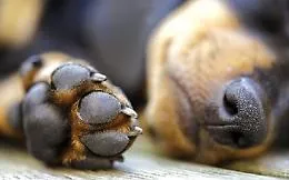 Cani randagi avvelenati, scatta l'allarme in citt&agrave;
