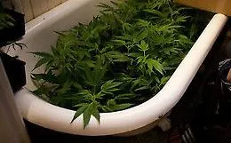 Balestrate, coltivavano piante di cannabis nella vasca da bagno