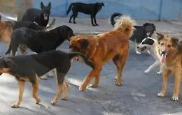 "Siamo ostaggi in casa nostra": branco di 15 cani semina il panico in zona Peep. Residenti barricati