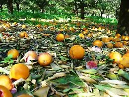 Ciclone Harry, avviso della regione per le imprese agricole. Entro il 15 febbraio potranno segnalare i danni