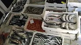 Catania, sequestrati 200 kg di pesce a venditori ambulanti ma fissi in viale Mario Rapisardi
