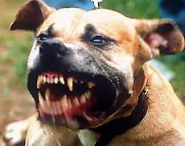 Pedalino e l'agricoltore aggredito dai due pitbull, denunciato il proprietario