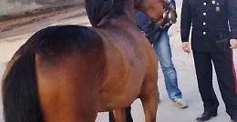 Corsa clandestina di cavalli bloccata da Cc a Vittoria