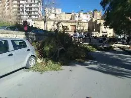 Casteltermini,  cade un ramo di un eucaliptus, rischiata la tragedia