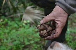 Per il tartufo siciliano &egrave; il momento delle regole: ecco il ddl che disciplina la materia