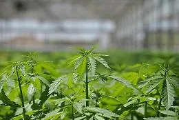 A Ragusa oli e distillati da canapa industriale nello stabilimento pi&ugrave; grande d'Italia