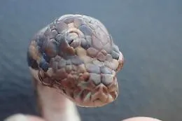 Australia, trovato un serpente con tre occhi