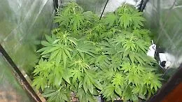 Palermo,  arrestati due "coltivatori" di cannabis