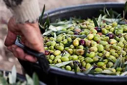 Olio in Sicilia, ottima annata +38%, "piange" solo la variet&agrave; Nocellara del Bel&igrave;ce