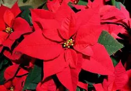Gela, invasione di venditori abusivi di stelle  di Natale: Confcommercio  e Federfiori  si ribellano