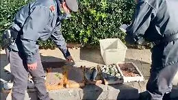 Ambulante con reddito di cittadinanza vende novellame vietato: pesce sequestrato