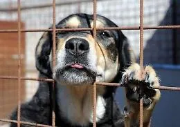 Il paradosso del randagismo in provincia di Ragusa: sono state spese ingenti somme, ma i cani sono ancora per strada