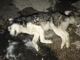 Patern&ograve;: avvelenati tre cani, stavolta non erano randagi