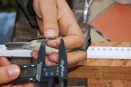 San Gregorio, il Rapporto sulla riserva di Immacolatelle