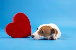 Cani non registrati? Microchip gratis e nessuna sanzione: ecco come fare