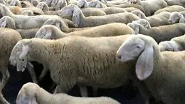 Avola, Nas sequestra 201 ovini non iscritti all'anagrafe del bestiame