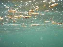 Clima sempre pi&ugrave; tropicale, attenti all'alga tossica