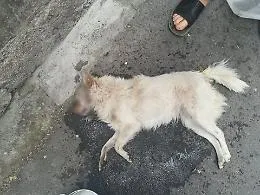 Biancavilla, ucciso un altro cane: &egrave; caccia al &ldquo;serial killer&rdquo; di Piano Oliveri