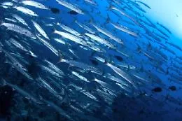 Pesce palla, barracuda e  cubo-medusa: il Mediterraneo si sta tropicalizzando