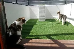 Palermo, hotel a 5 stelle per i mici di casa aiuta i gatti randagi