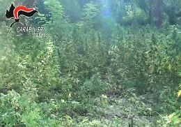 Mineo, piantagione di canapa con 1,2 tonnellate di droga (vale 10 milioni)