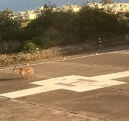 Che ci fa una capra sulla pista dell'eliporto del "Cannizzaro"?