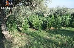 Aveva messo su una piantagione di marijuana: arrestato