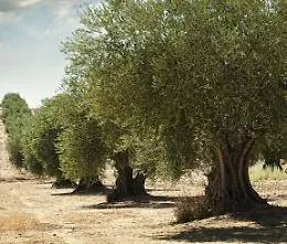 Il 2018 anno pi&ugrave; caldo dal 1800: a rischio eccellenze enogastronomiche