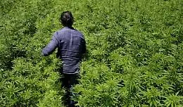 La filiera catanese della marijuana: ecco i nomi degli arrestati